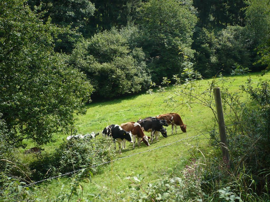 Ferienwohnungen Meindl Idar-Oberstein Rum bild
